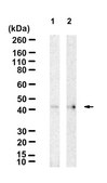 Anti-PROKR2 Antibody, clone 1J6 ZooMAb® Rabbit Monoclonal recombinant, expressed in HEK 293 cells