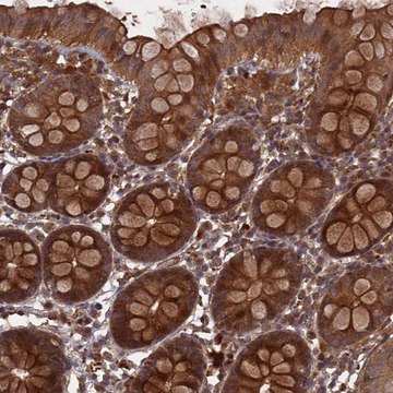 Anti-FFAR4 antibody produced in rabbit Prestige Antibodies&#174; Powered by Atlas Antibodies, affinity isolated antibody, buffered aqueous glycerol solution