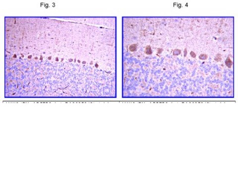 Anti-Lhx2 Antibody from rabbit, purified by affinity chromatography