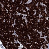 Anti-TMEM97 antibody produced in rabbit Prestige Antibodies® Powered by Atlas Antibodies, affinity isolated antibody, buffered aqueous glycerol solution