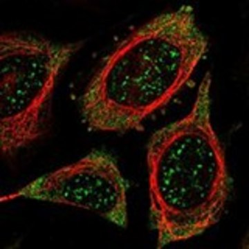 Anti-PSKH1 antibody produced in rabbit Prestige Antibodies&#174; Powered by Atlas Antibodies, affinity isolated antibody, buffered aqueous glycerol solution