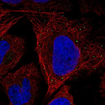 Anti-Slitrk5 Antibody Produced In Rabbit Prestige Antibodies&#174; Powered by Atlas Antibodies, affinity isolated antibody, buffered aqueous glycerol solution