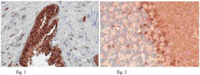 Anti-PDE9A Antibody from rabbit