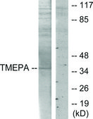 Anti-TMEPA antibody produced in rabbit affinity isolated antibody