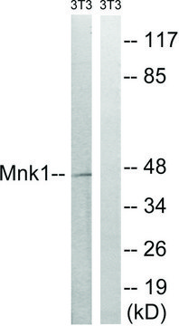 Anti-MNK1 antibody produced in rabbit affinity isolated antibody