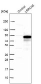 Anti-LRRC45 antibody produced in rabbit Prestige Antibodies® Powered by Atlas Antibodies, affinity isolated antibody, buffered aqueous glycerol solution, Ab1