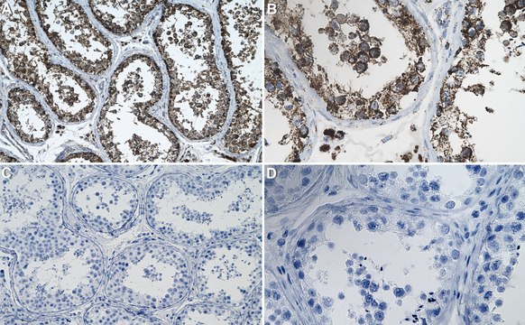 Anti-C1QBP Antibody, clone 3D2 ZooMAb&#174; Rabbit Monoclonal recombinant, expressed in HEK 293 cells