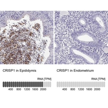 Anti-CRISP1 Prestige Antibodies&#174; Powered by Atlas Antibodies, affinity isolated antibody