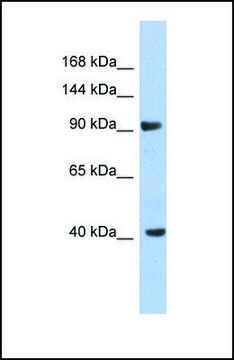 抗-KCNH6 兔抗 affinity isolated antibody