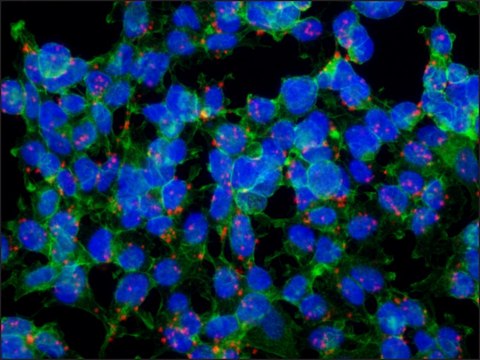 Anti-Proteus vulgaris antibody, Mouse monoclonal clone P.vul-129, purified from hybridoma cell culture