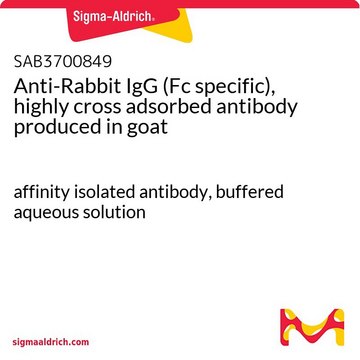 Anti-Rabbit IgG (Fc specific), highly cross adsorbed antibody produced in goat affinity isolated antibody, buffered aqueous solution