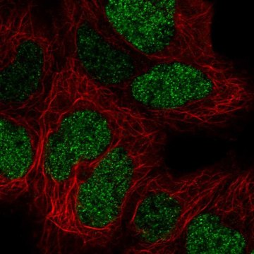 Anti-CTR9 antibody produced in rabbit Prestige Antibodies&#174; Powered by Atlas Antibodies, affinity isolated antibody