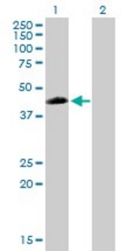 Anti-ZNF200 antibody produced in mouse purified immunoglobulin, buffered aqueous solution