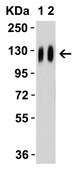 Anti-SARS-CoV-2 (COVID-19) Spike (cleavage site) antibody produced in rabbit affinity isolated antibody