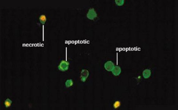 Annexin-V-FLUOS solution, suitable for flow cytometry