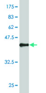 ANTI-SYN1 antibody produced in mouse clone 3E3, purified immunoglobulin, buffered aqueous solution