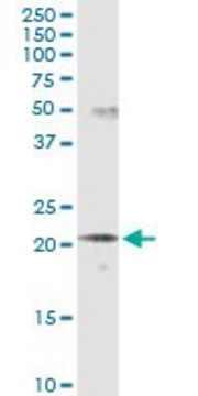 Monoclonal Anti-SCNM1 antibody produced in mouse clone 1E10, purified immunoglobulin, buffered aqueous solution