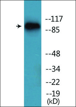 Anti-phospho-Trk B (pTyr515) antibody produced in rabbit affinity isolated antibody