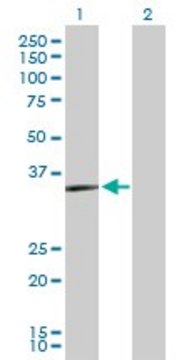 Anti-PRKY antibody produced in rabbit purified immunoglobulin, buffered aqueous solution