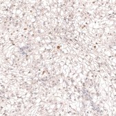 Monoclonal Anti-SOX6 antibody produced in mouse Prestige Antibodies&#174; Powered by Atlas Antibodies, clone CL5690, purified immunoglobulin, buffered aqueous glycerol solution