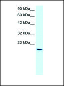 Anti-PTHLH antibody produced in rabbit IgG fraction of antiserum