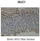 Anti-MUC1 (ab2) antibody produced in rabbit affinity isolated antibody