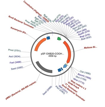 PSF-OXB20-COOH-MBP - C-TERMINAL MBP TAG BACTERIAL PLASMID plasmid vector for molecular cloning