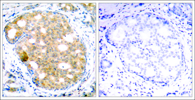 Anti-GSK3B (Ab-9) antibody produced in rabbit affinity isolated antibody