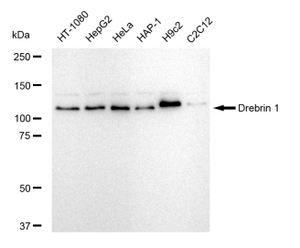 Anti Drebrin 1 Antibody, clone 23GB5145, Rabbit Monoclonal clone 23GB5145, recombinant rabbit monoclonal, expressed in HEK293 cells