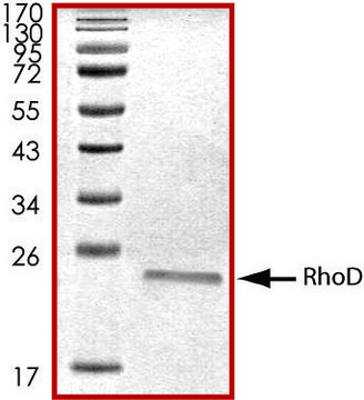 RhoD, His tagged human recombinant, expressed in E. coli, &#8805;70% (SDS-PAGE), buffered aqueous glycerol solution