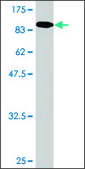 Monoclonal Anti-GALC, (C-terminal) antibody produced in mouse clone 2D1, purified immunoglobulin, buffered aqueous solution