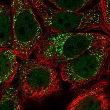 Anti-URM1 antibody produced in rabbit Prestige Antibodies&#174; Powered by Atlas Antibodies, affinity isolated antibody