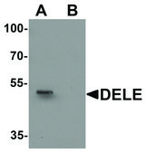 Anti-DELE antibody produced in rabbit affinity isolated antibody