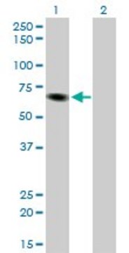 Monoclonal Anti-ITPKB antibody produced in mouse clone 2F8, purified immunoglobulin, buffered aqueous solution