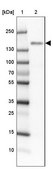 Anti-BMP2K antibody produced in rabbit Prestige Antibodies® Powered by Atlas Antibodies, affinity isolated antibody, buffered aqueous glycerol solution, ab2