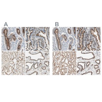 Anti-GOLGB1 antibody produced in rabbit Ab2, Prestige Antibodies&#174; Powered by Atlas Antibodies, affinity isolated antibody, buffered aqueous glycerol solution