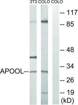 Anti-APOOL antibody produced in rabbit affinity isolated antibody