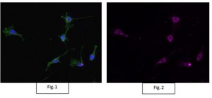Anti-Actin Antibody, clone C4, Alexa Fluor™ 647 conjugate clone C4, from mouse, ALEXA FLUOR™ 647
