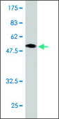 Monoclonal Anti-CBX3 antibody produced in mouse clone S3, ascites fluid