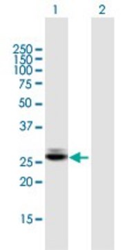 Anti-CTRB1 antibody produced in mouse IgG fraction of antiserum, buffered aqueous solution