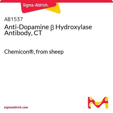 Anti-Dopamine &#946; Hydroxylase Antibody, CT Chemicon&#174;, from sheep