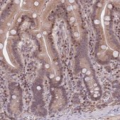 Anti-SLC35F5 antibody produced in rabbit Prestige Antibodies® Powered by Atlas Antibodies, affinity isolated antibody, buffered aqueous glycerol solution