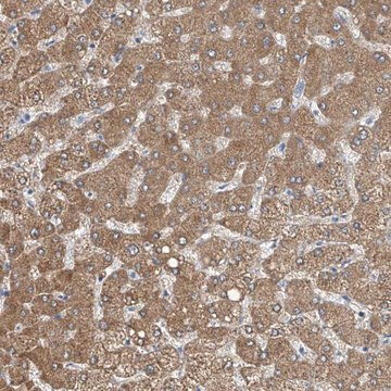 Anti-MDGA1 antibody produced in rabbit Prestige Antibodies&#174; Powered by Atlas Antibodies, affinity isolated antibody, buffered aqueous glycerol solution