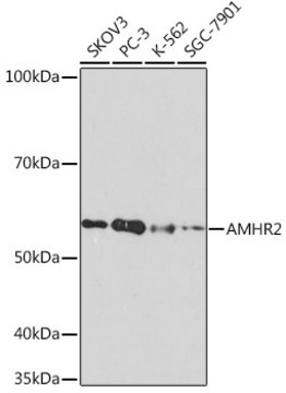 Anti-AMHR2 Antibody, clone 8Z8X4, Rabbit Monoclonal