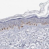 Anti-GPR143 antibody produced in rabbit Prestige Antibodies® Powered by Atlas Antibodies, affinity isolated antibody, buffered aqueous glycerol solution