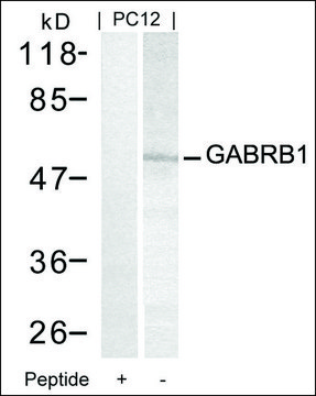 Anti-GABRB1 (Ab-434) antibody produced in rabbit affinity isolated antibody