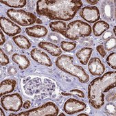 Anti-PSMF1 antibody produced in rabbit Prestige Antibodies® Powered by Atlas Antibodies, affinity isolated antibody, buffered aqueous glycerol solution