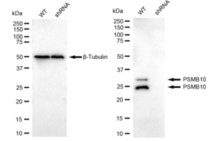 KD-Validated Anti PSMB10 Antibody, clone 23GB2165, Rabbit Monoclonal clone 23GB2165, recombinant rabbit monoclonal, expressed in HEK293 cells