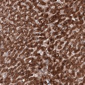 Anti-C19orf66 antibody produced in rabbit Prestige Antibodies® Powered by Atlas Antibodies, affinity isolated antibody, buffered aqueous glycerol solution