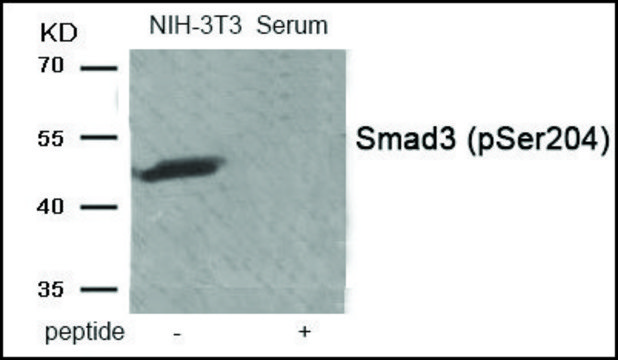 Anti-phospho-Smad3 (pSer204) antibody produced in rabbit affinity isolated antibody